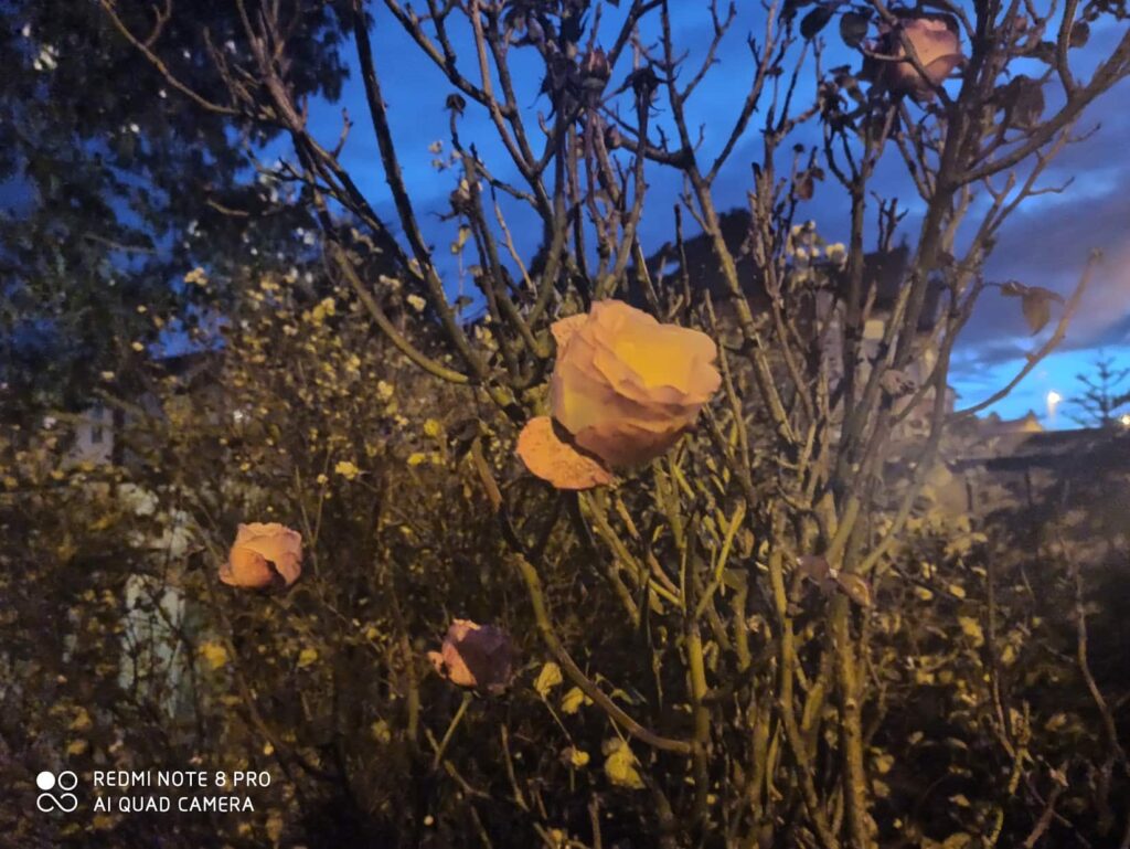 Xiaomi-Redmi-Note-8-Pro-low-light-Photos