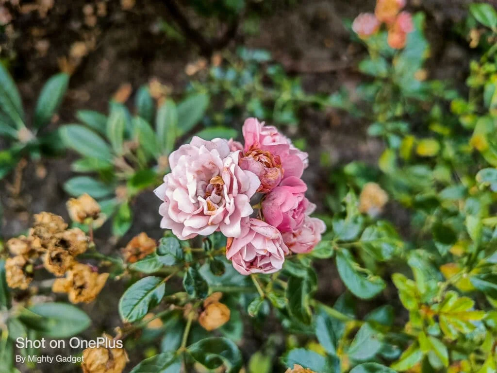 OnePlus Nord 2 Photo Samples 0828065321 - OnePlus Nord 2 Review – The best mid-range phone right now