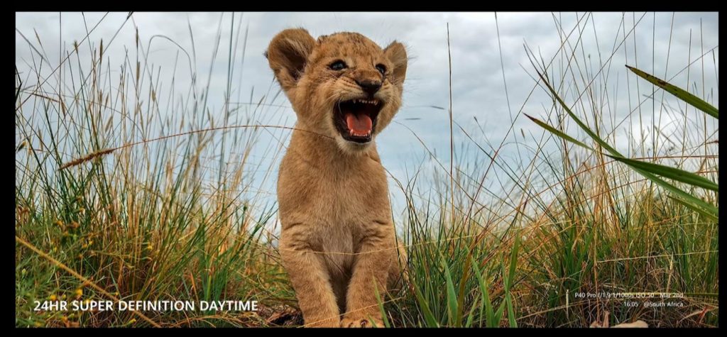 lion 1024x475 1